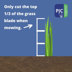 graphic showing to only cut the top third of turf grass when mowing
